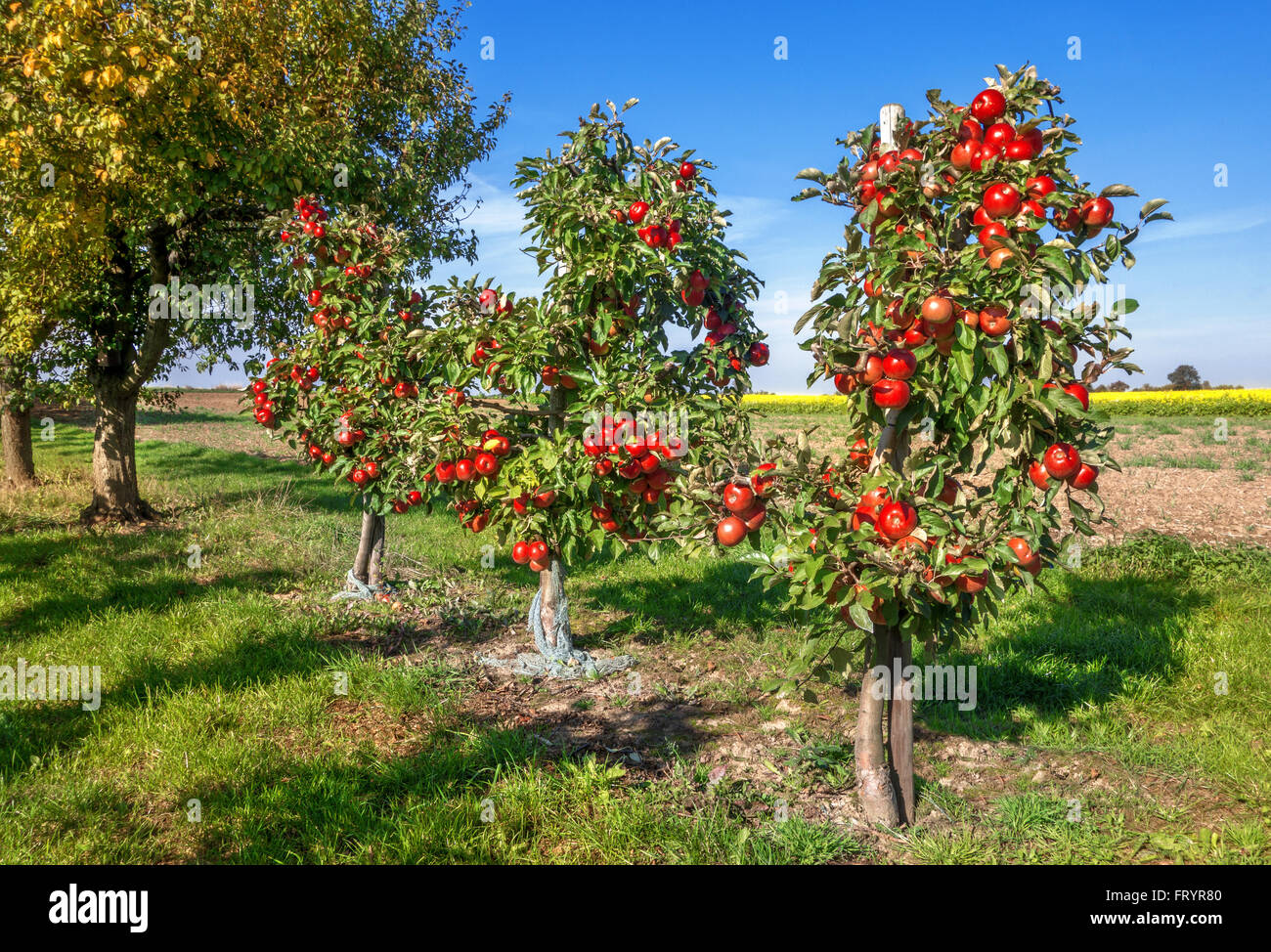 Three small apple trees with many, ripe, red apples in an orchard next to a field. Stock Photo