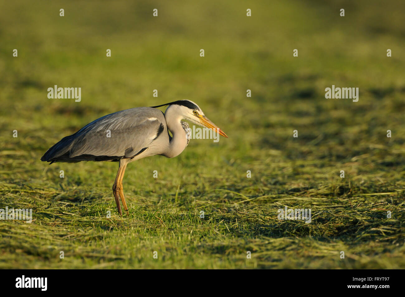 Grey Heron / Graureiher ( Ardea cinerea ), adult bird, hunting for food, prey on mowed grassland, impressive patient. Stock Photo
