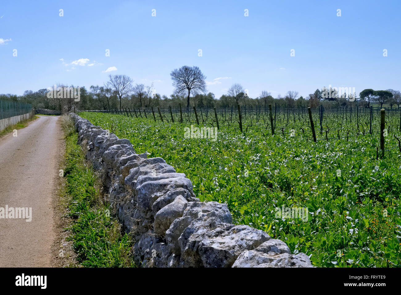 Organic vineyard grow at hot sun of spring in Puglia. Stock Photo