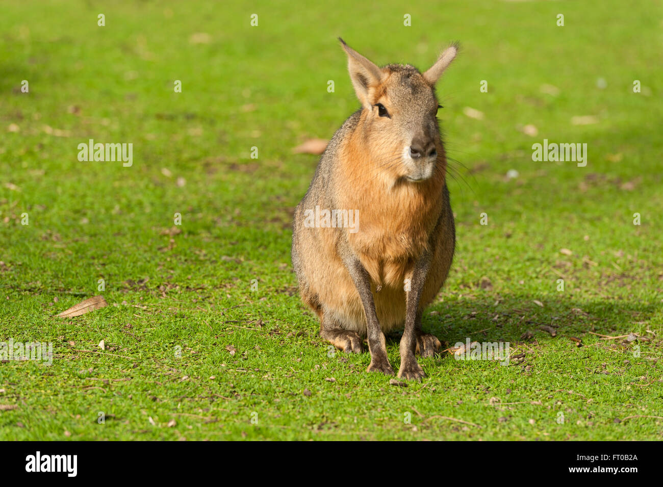 Posing capybara, Buenos Aires Stock Photo