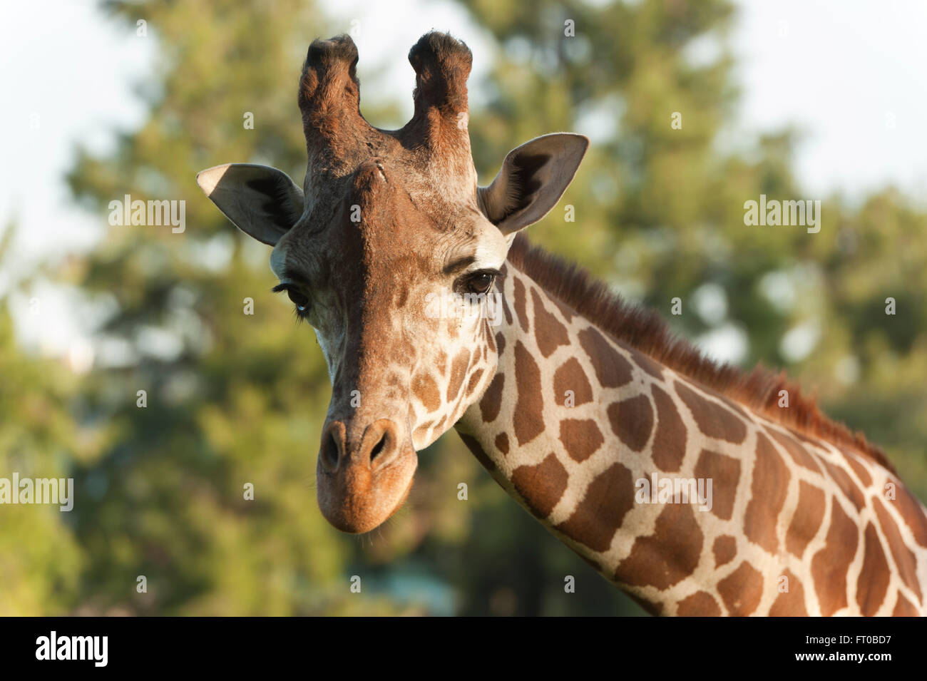 Girafe close detail Stock Photo