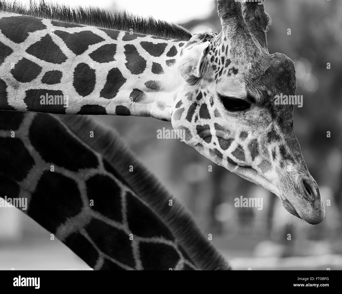 Black and white, giraffe Stock Photo