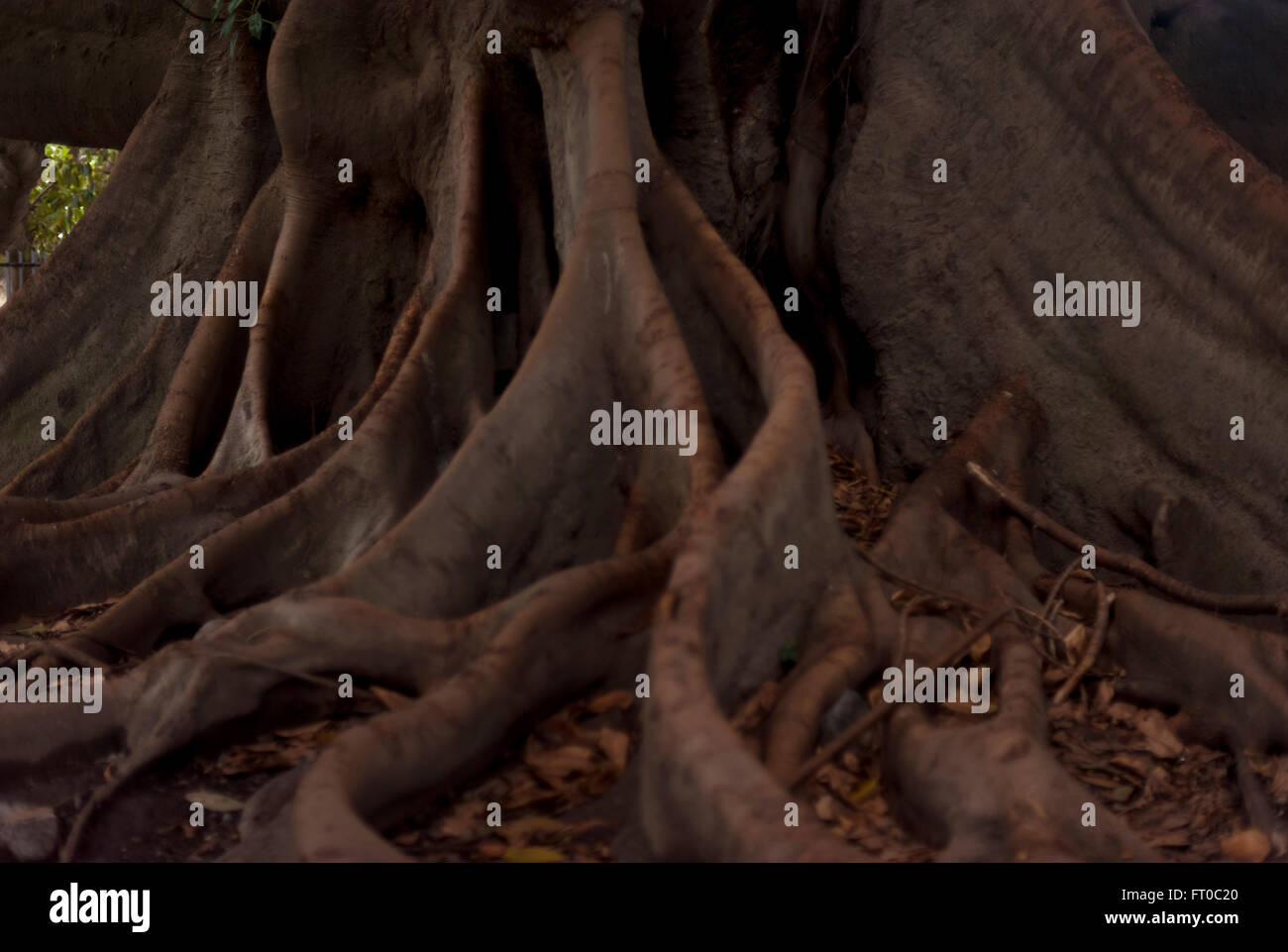 Exposed tree roots, Buenos Aires Stock Photo