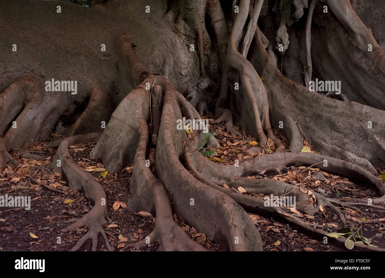Exposed tree roots, Buenos Aires Stock Photo