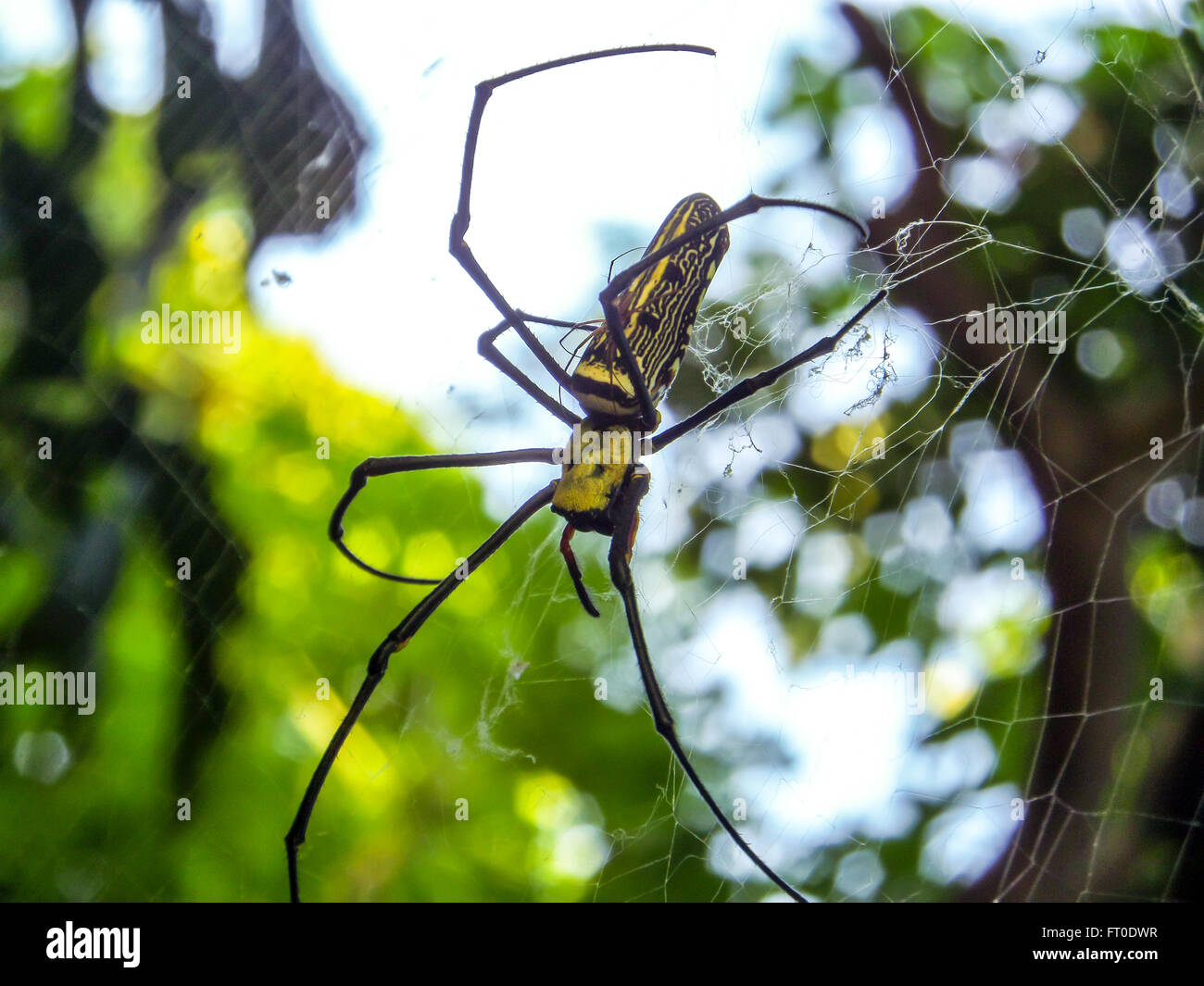 Black spider with yellow spots outlet