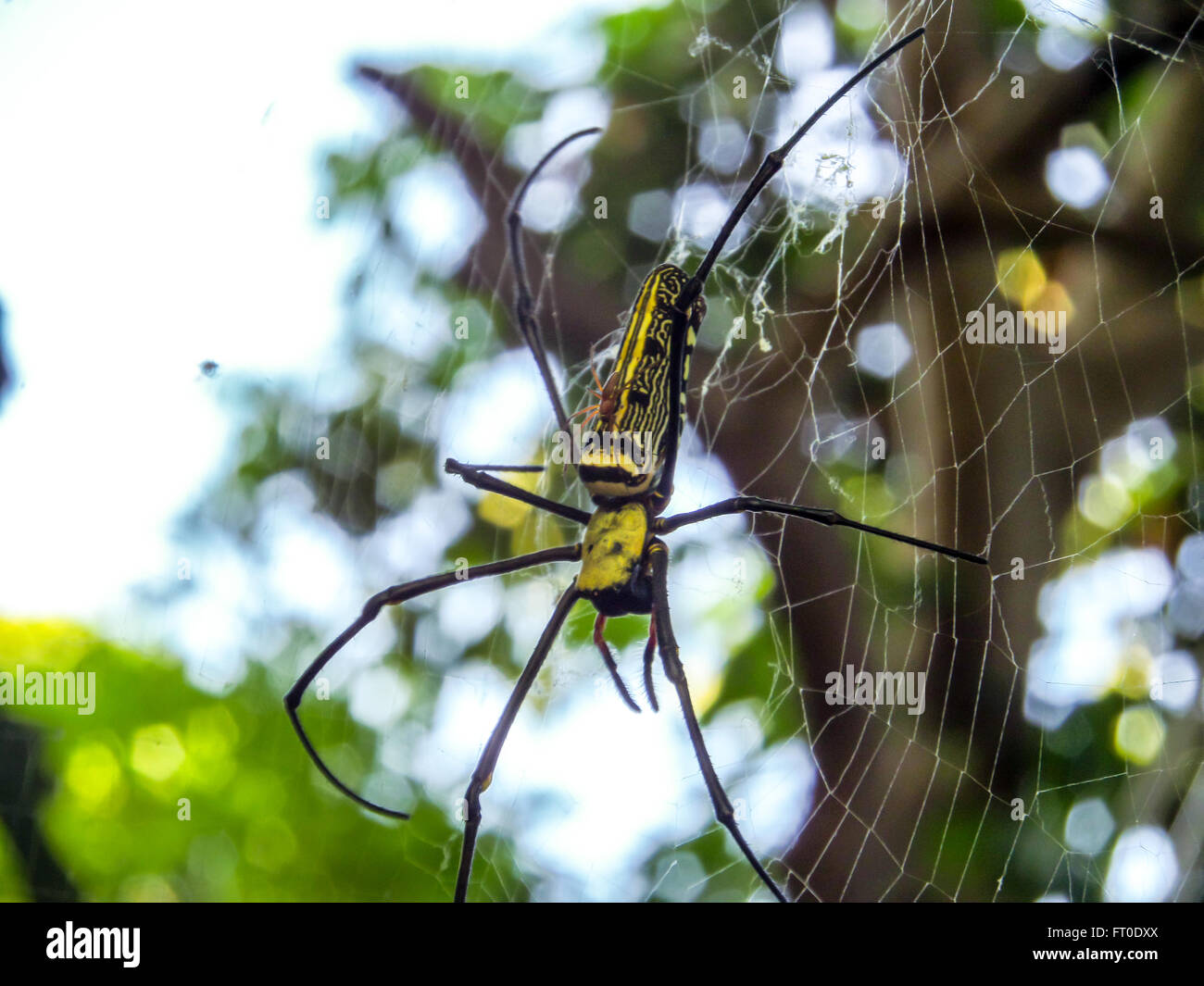 Black And Yellow Spider And Black Long Legs Stand On Web In The