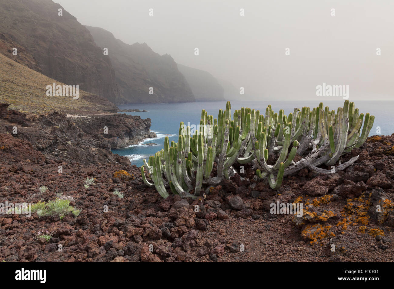 Canary Island spurge Euphorbia canariensis Stock Photo