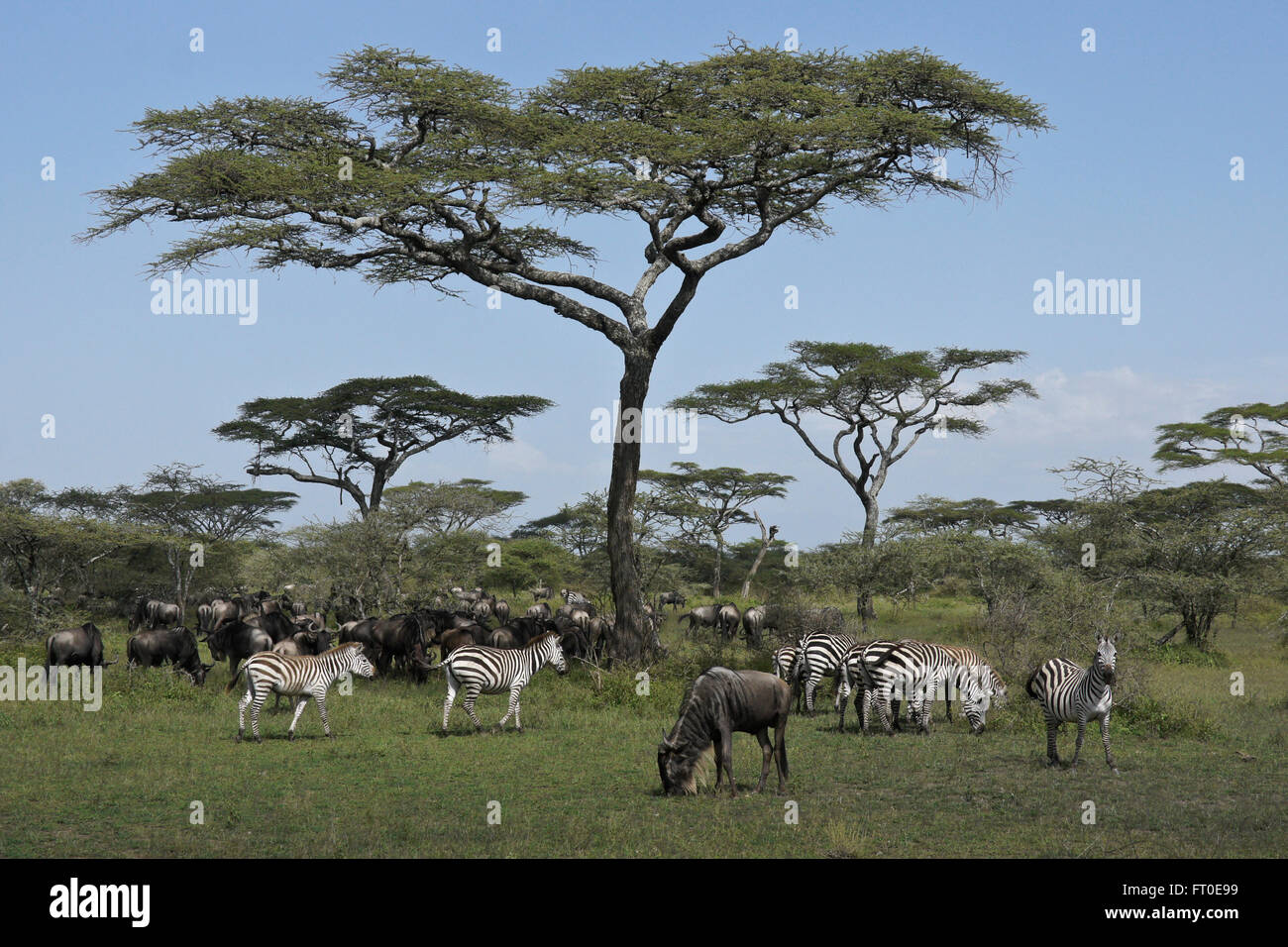 Common zebras and wildebeests grazing among acacia trees, Ngorongoro Conservation Area (Ndutu), Tanzania Stock Photo