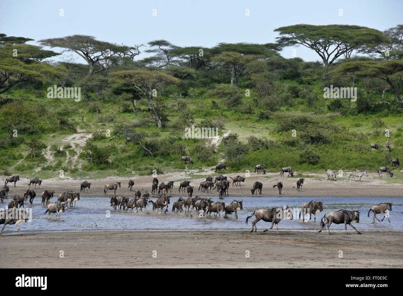 Wildebeests crossing water, Ngorongoro Conservation Area (Ndutu