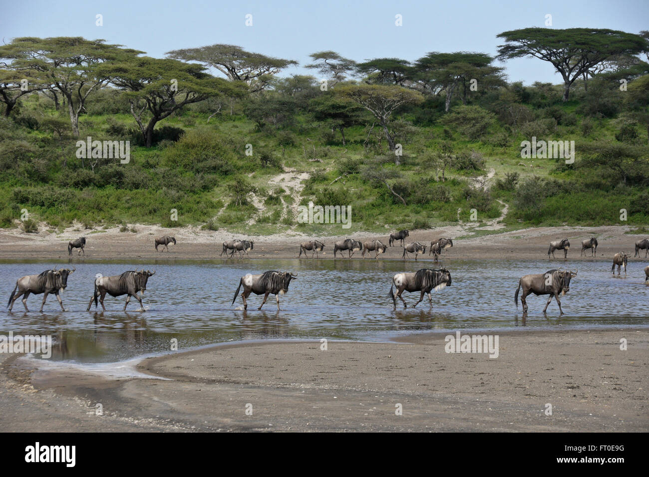 Wildebeests crossing water, Ngorongoro Conservation Area (Ndutu), Tanzania Stock Photo