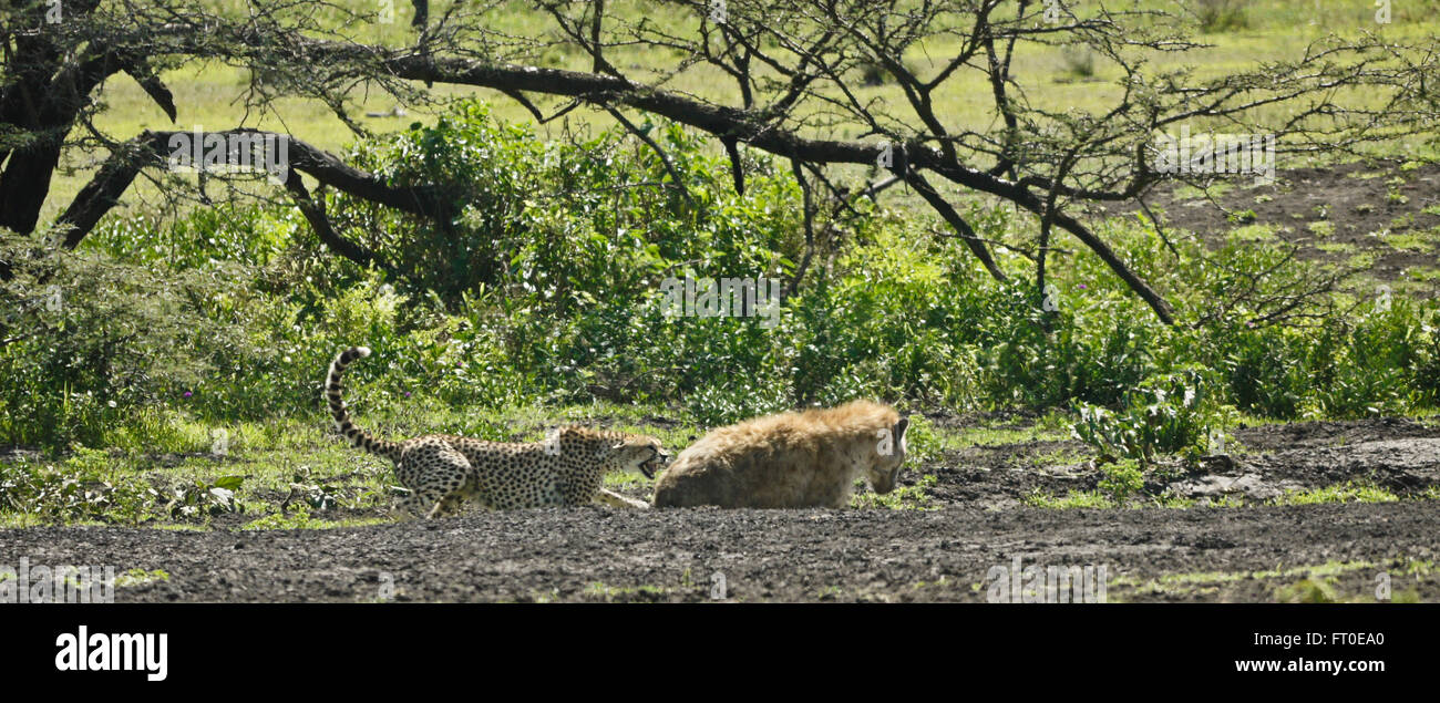 Cheetah attacking spotted hyena, Ngorongoro Conservation Area (Ndutu),  Tanzania Stock Photo