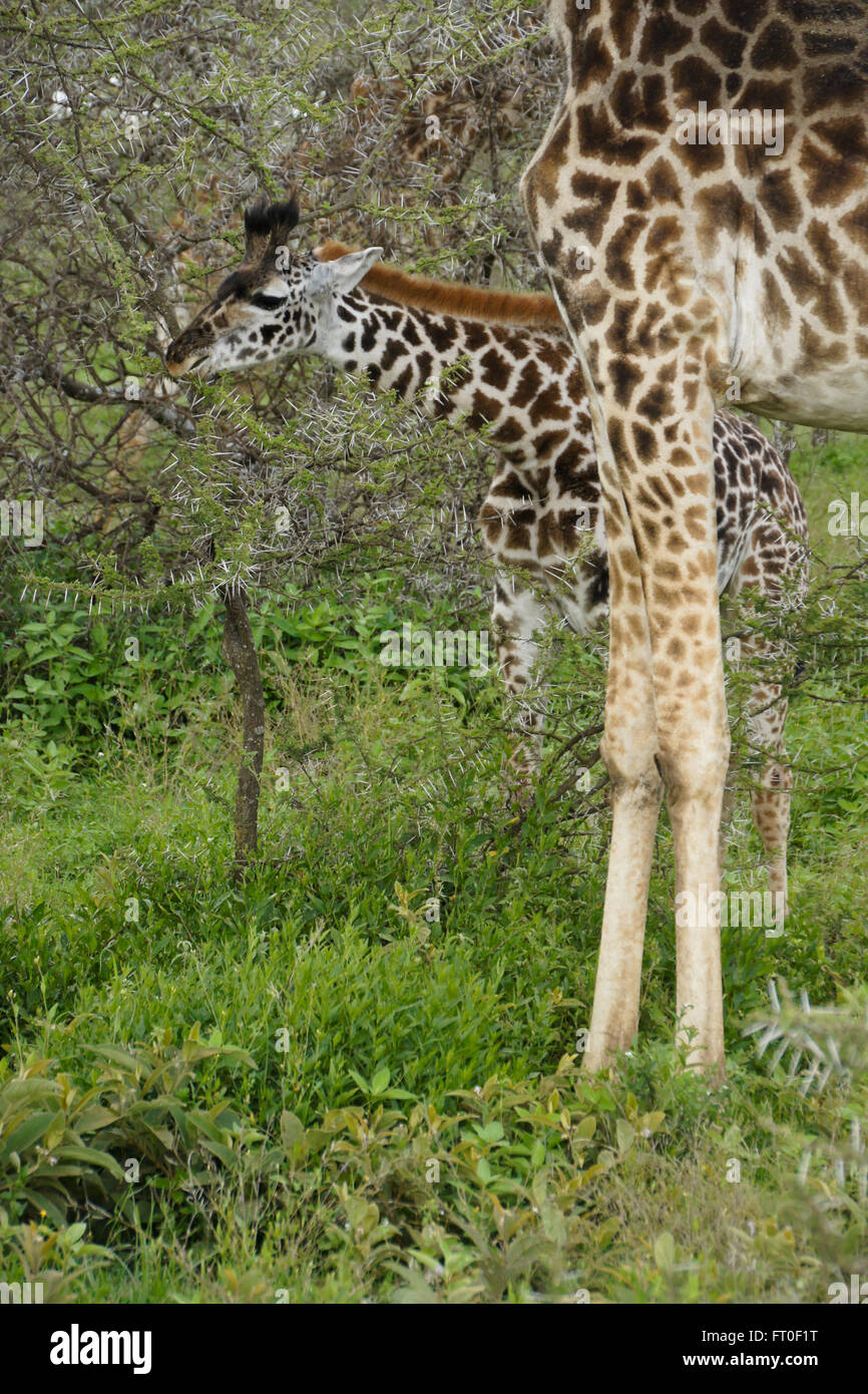 Young Masai giraffe browsing on acacia tree while mother stands guard, Ngorongoro Conservation Area (Ndutu), Tanzania Stock Photo