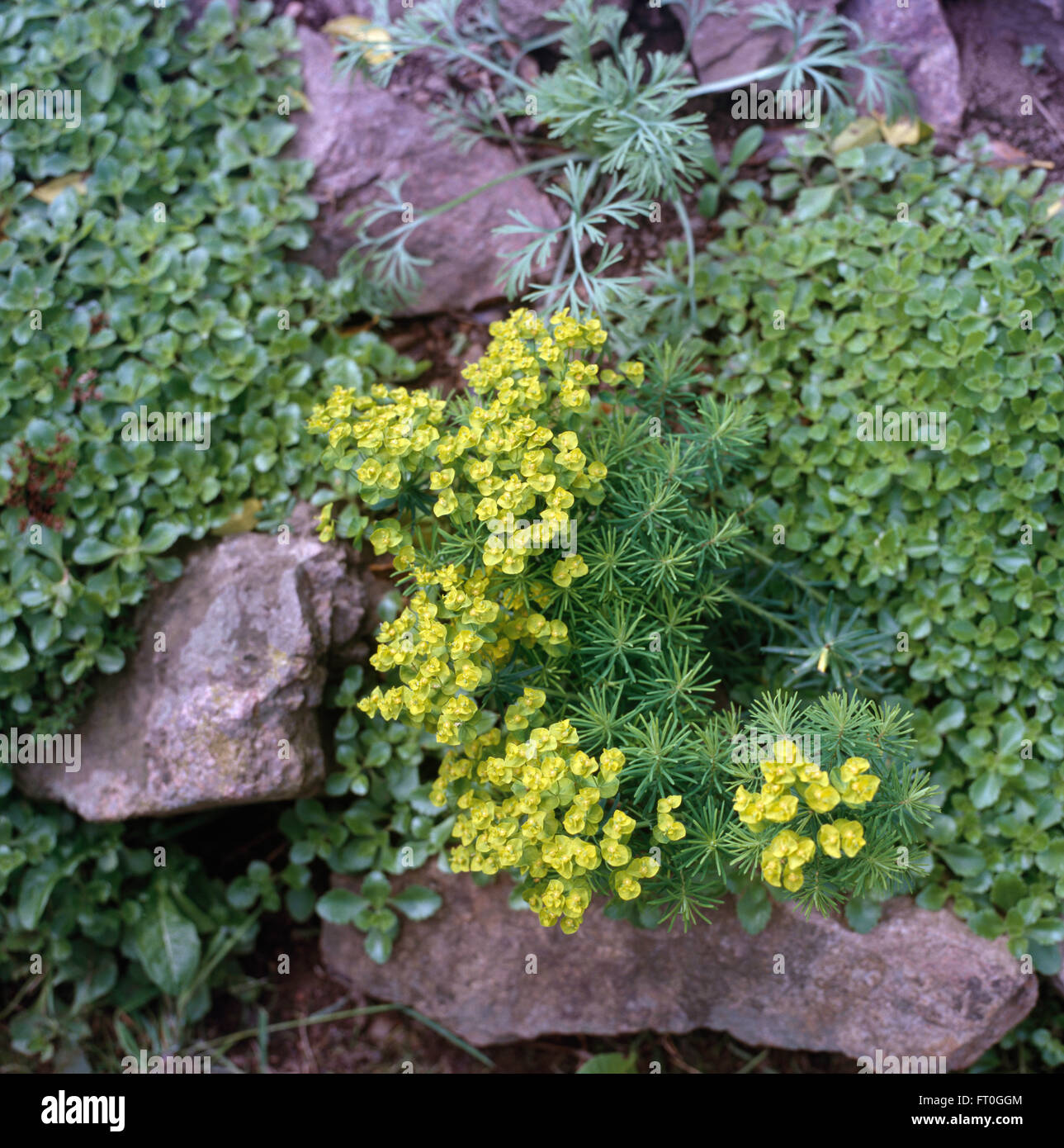 Lime green alpine Euphorbia on rocks in Alpine garden Stock Photo