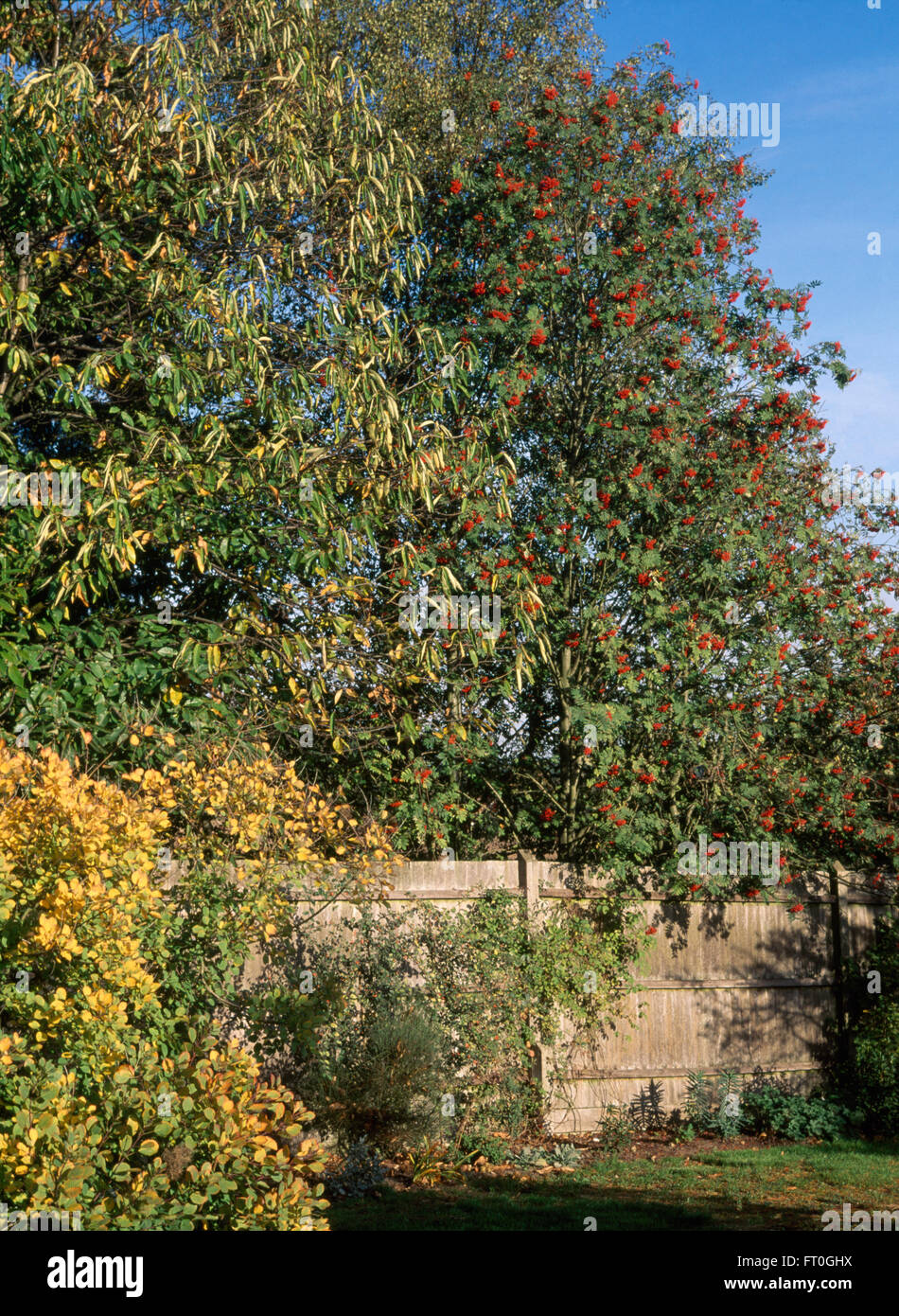 Red berried Rowan and Eleagnus in a country garden in early Autumn Stock Photo