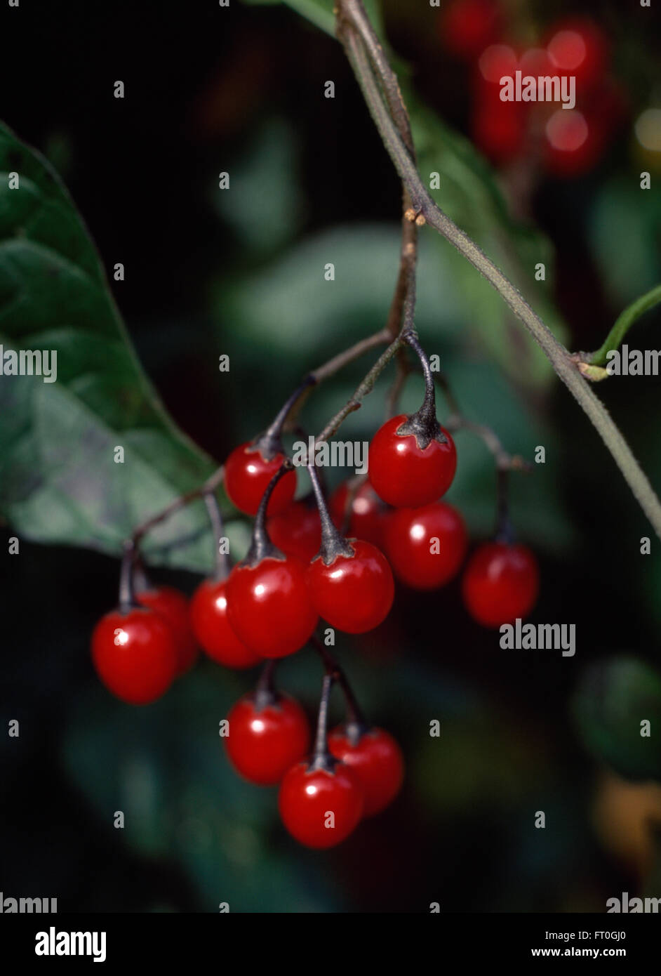 Close-up of red bryony vine berries Stock Photo