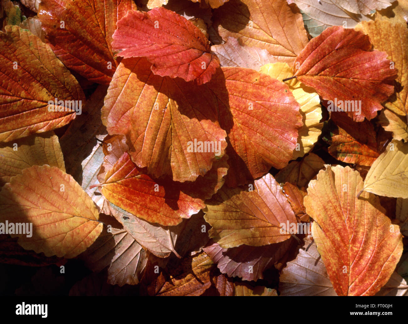 Close-up of Autumn leaves Stock Photo