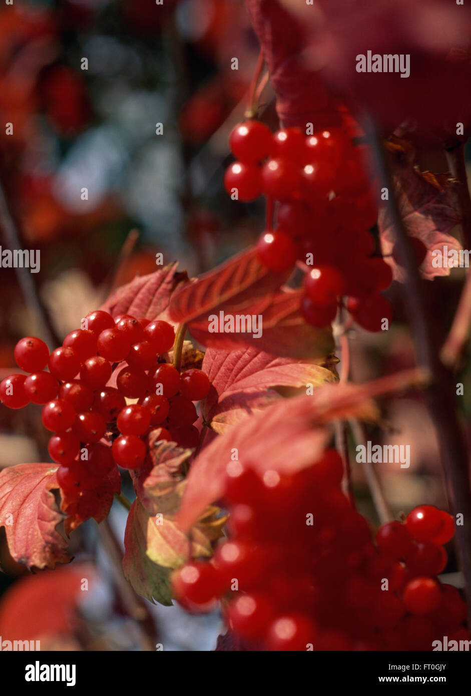 Close-up of the red berries of Viburnum Opulus Stock Photo