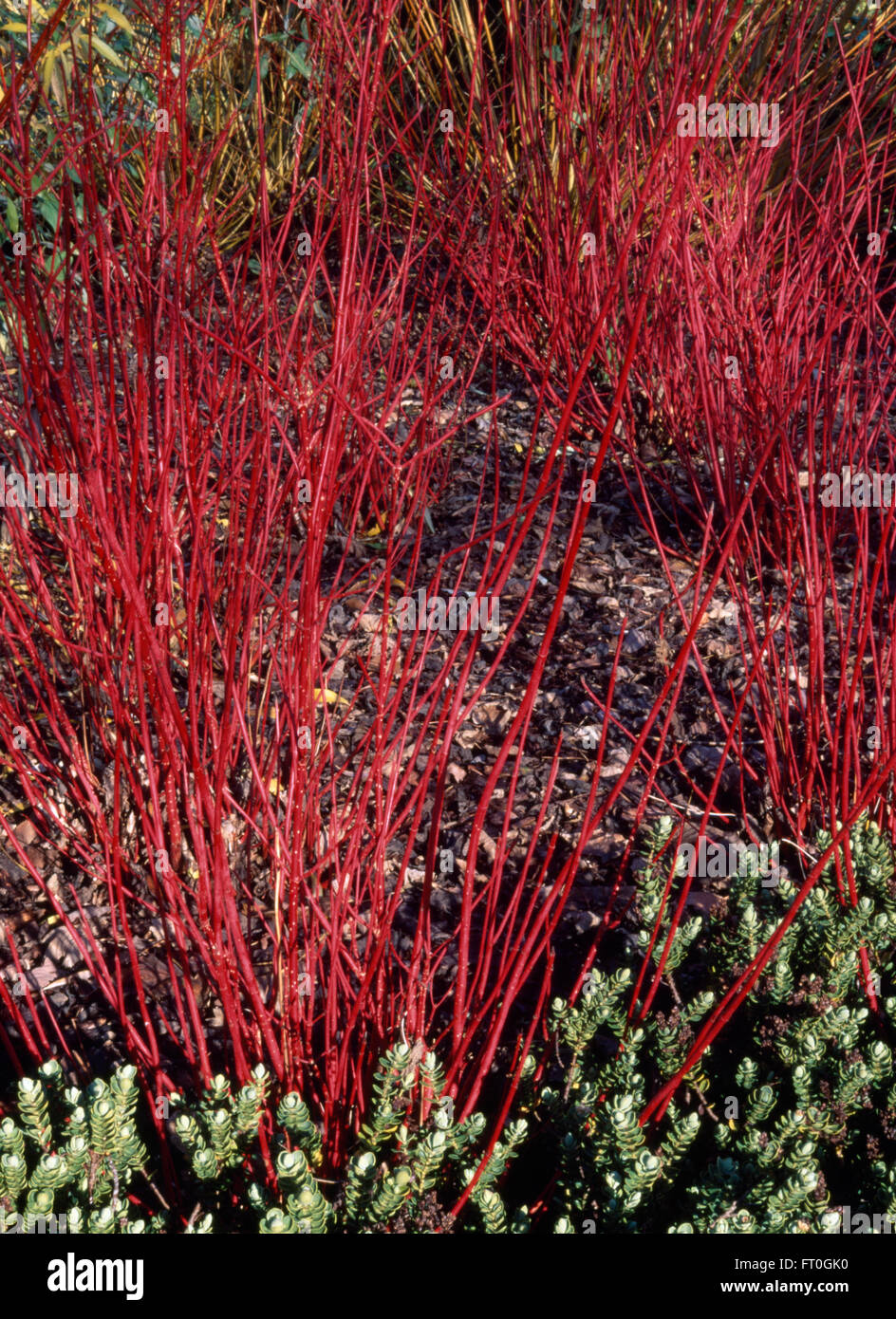 Close-up of the red stems of Cornus Alba Sibirica under-planted with Hebe in autumn Stock Photo
