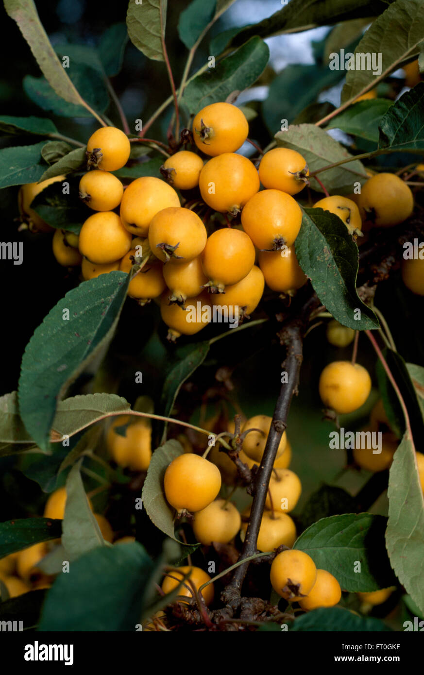 Close-up of Malus Golden Hornet Stock Photo