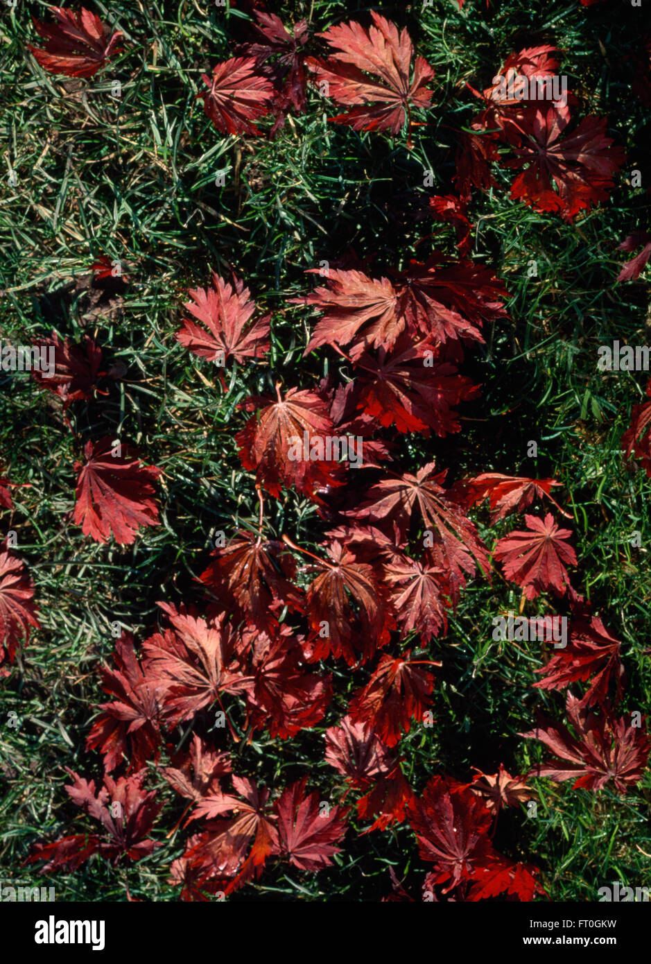 Close-up of fallen red Acer Palmatum leaves on a lawn Stock Photo