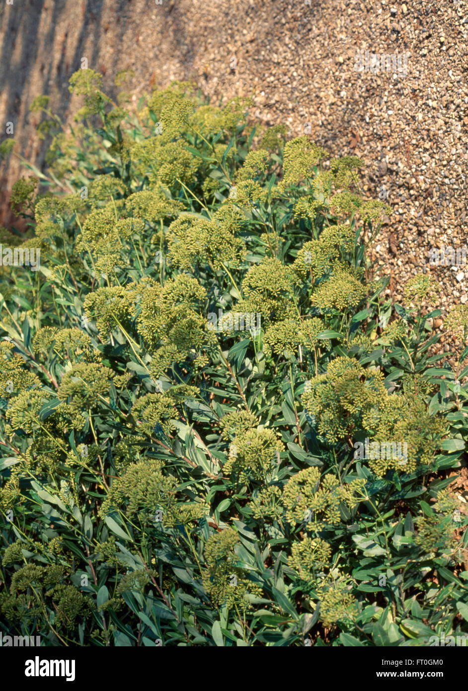 Close-up of a green shrub Stock Photo