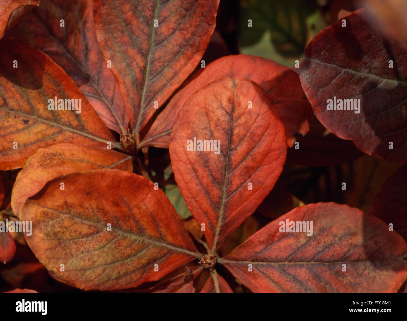 Close-up of autumn foliage of Viburnum Stock Photo