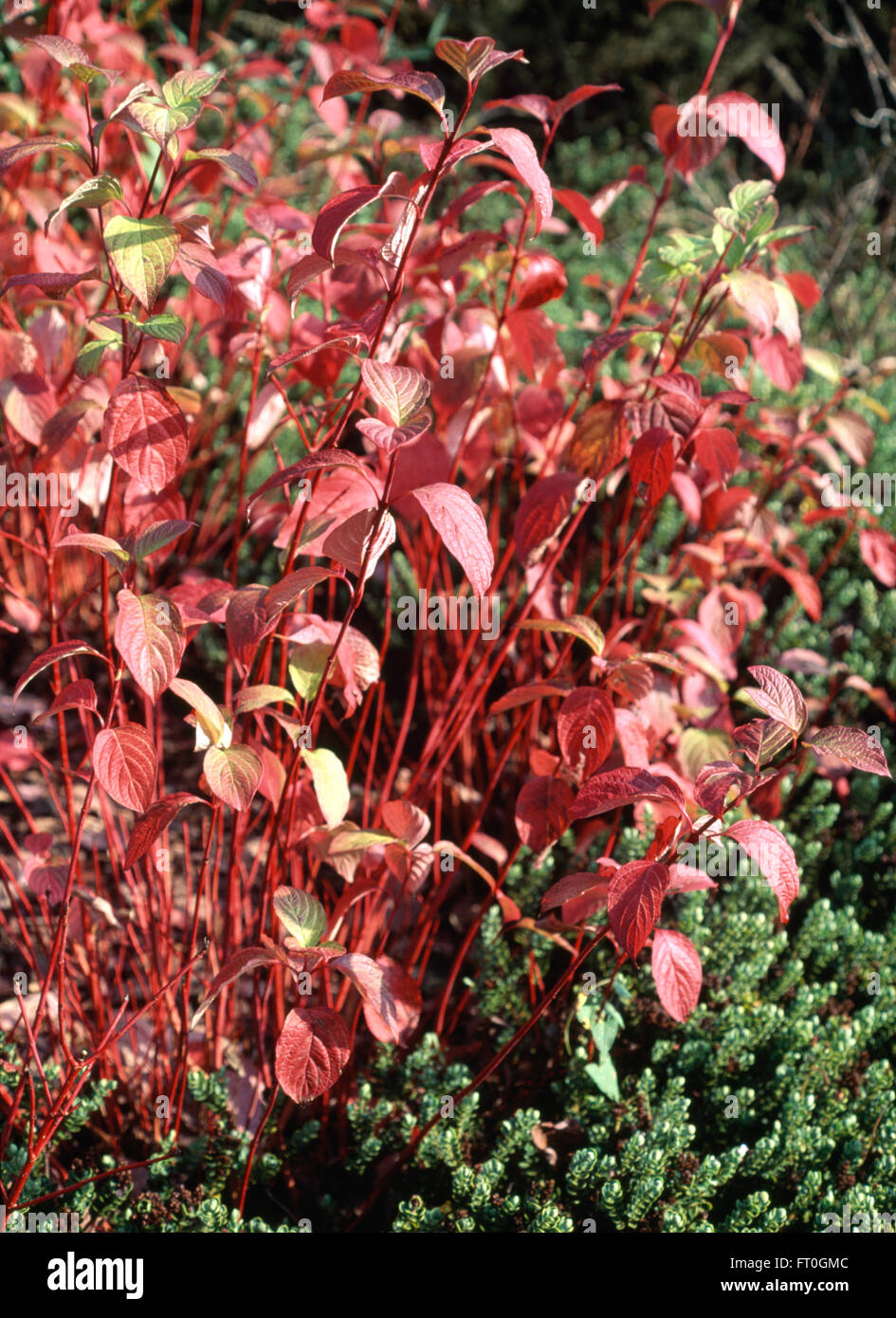 Close-up of red stemmed Cornus Alba Sibirica under-planted with Hebe Stock Photo