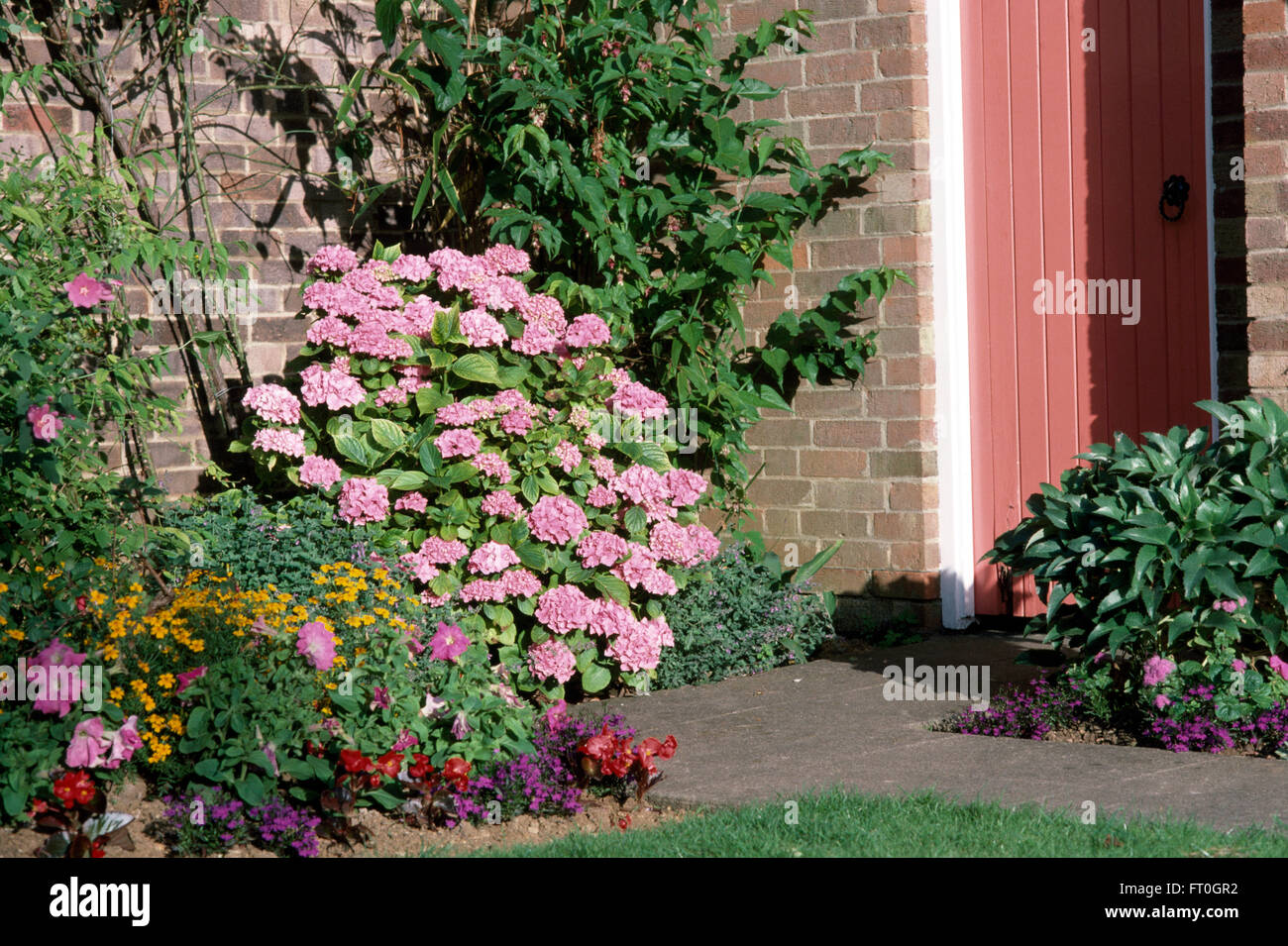 Pink hydrangea growing in border beside a red back door Stock Photo