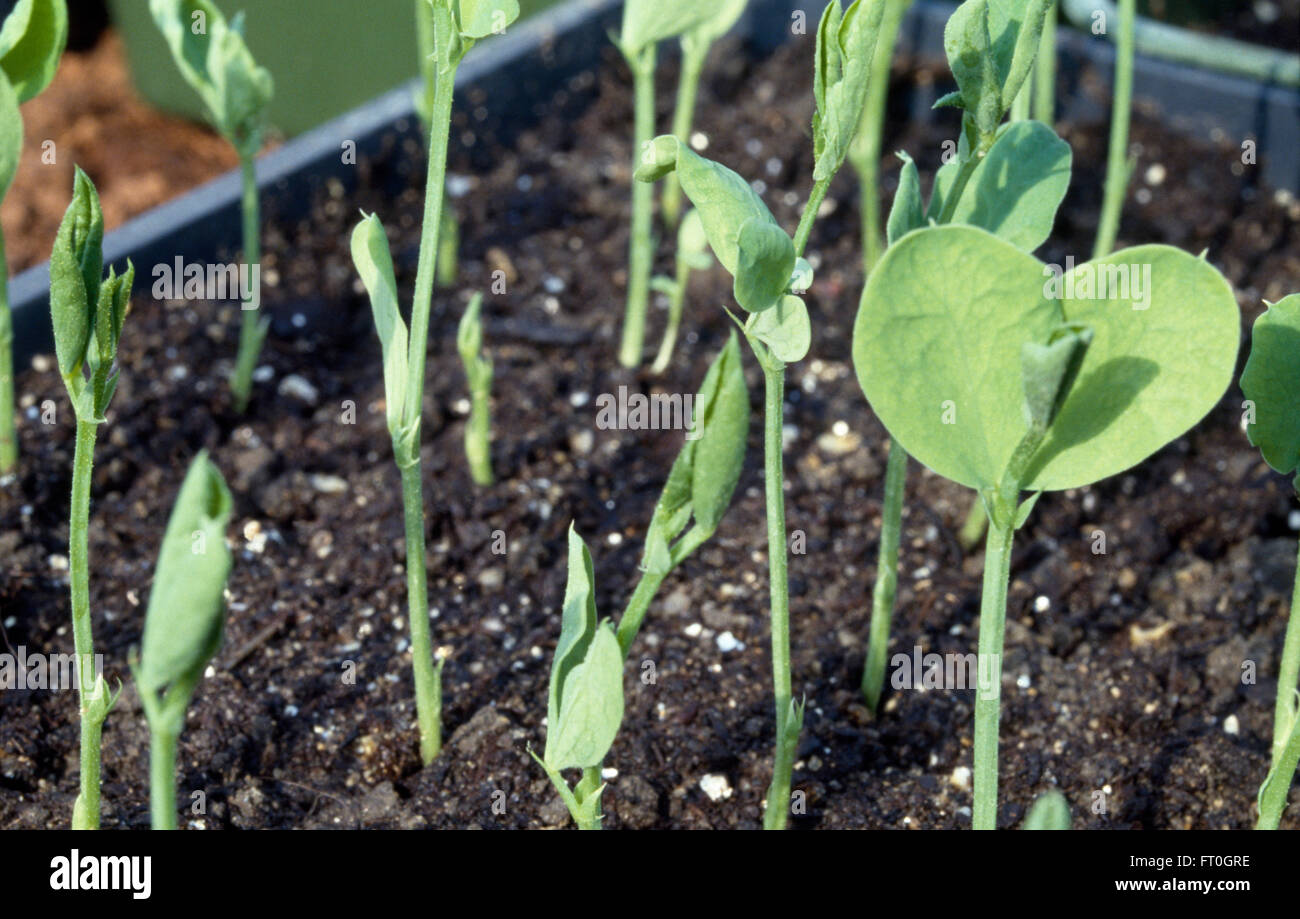 Close-up of pea seedlings in a tray Stock Photo