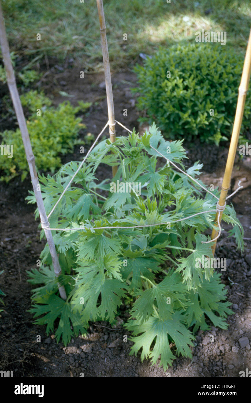 Close-up of a delphinium plant supported by bamboo canes and string Stock Photo
