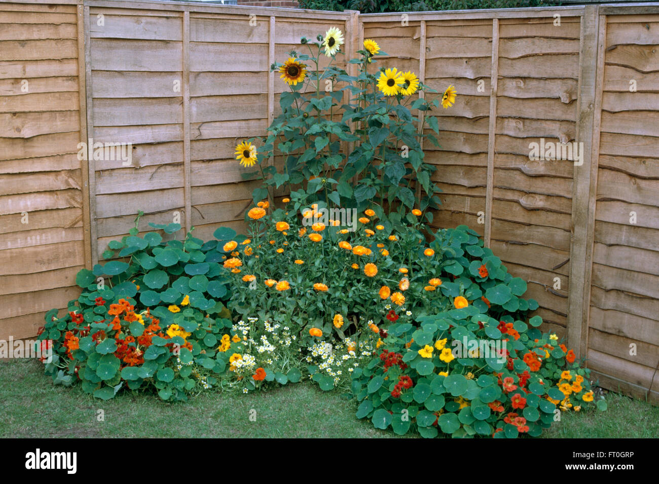 Yellow sunflowers and marigolds in corner border with orange