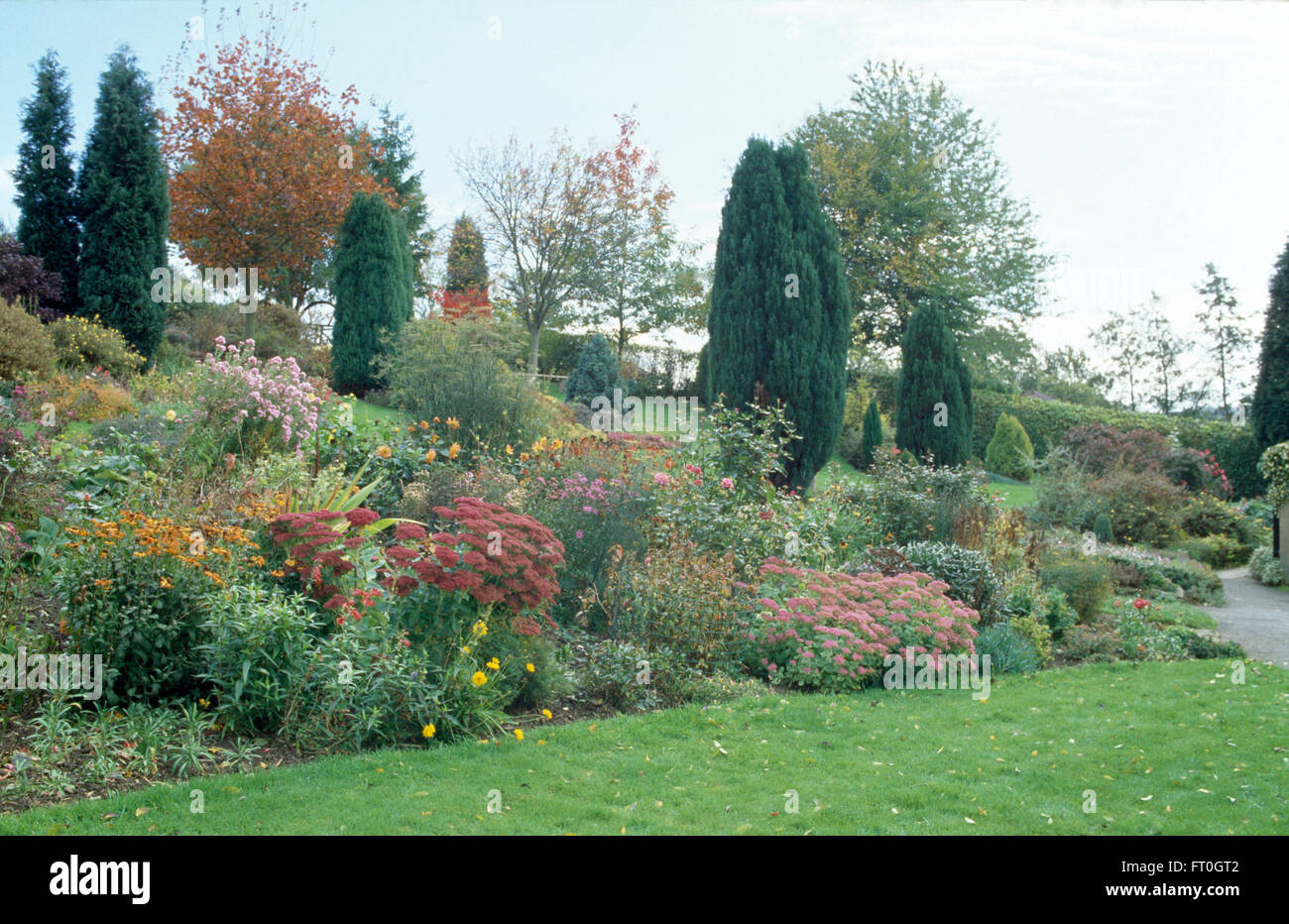 Conifers in a large sloping border with pink sedum and perennials in a country garden Stock Photo