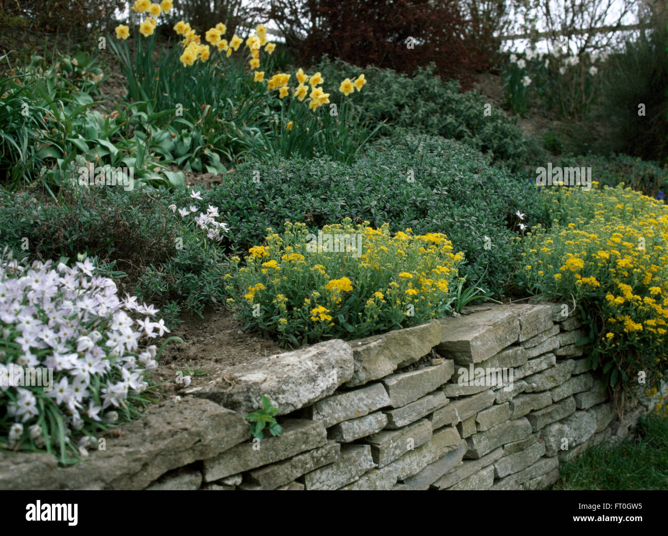 Ipheion uniflorum and yellow saxifrage with daffodils in a sloping border above a low dry stone wall Stock Photo