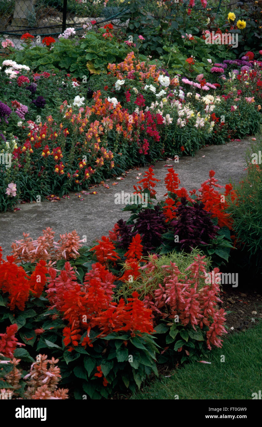 Red and pink annual salvia in colorful borders of annuals either side of a paved path Stock Photo