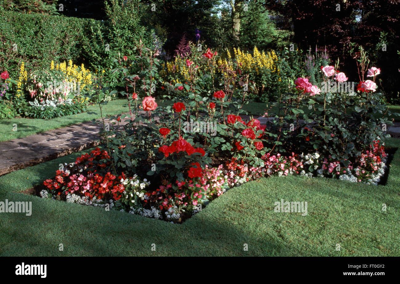 Pink and red roses in a neat border edged with begonias in a seventies ...
