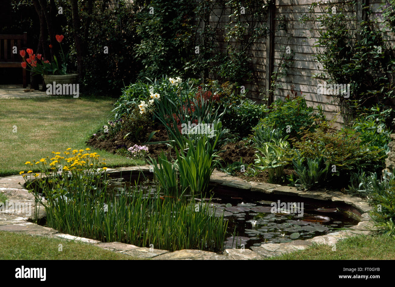 Stone paved edging around a curved pond with yellow kingcups in a town garden Stock Photo