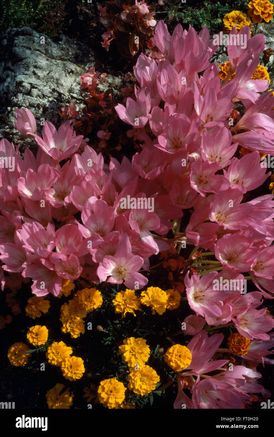 Close-up of pink Colchicum with yellow Tagetes Stock Photo