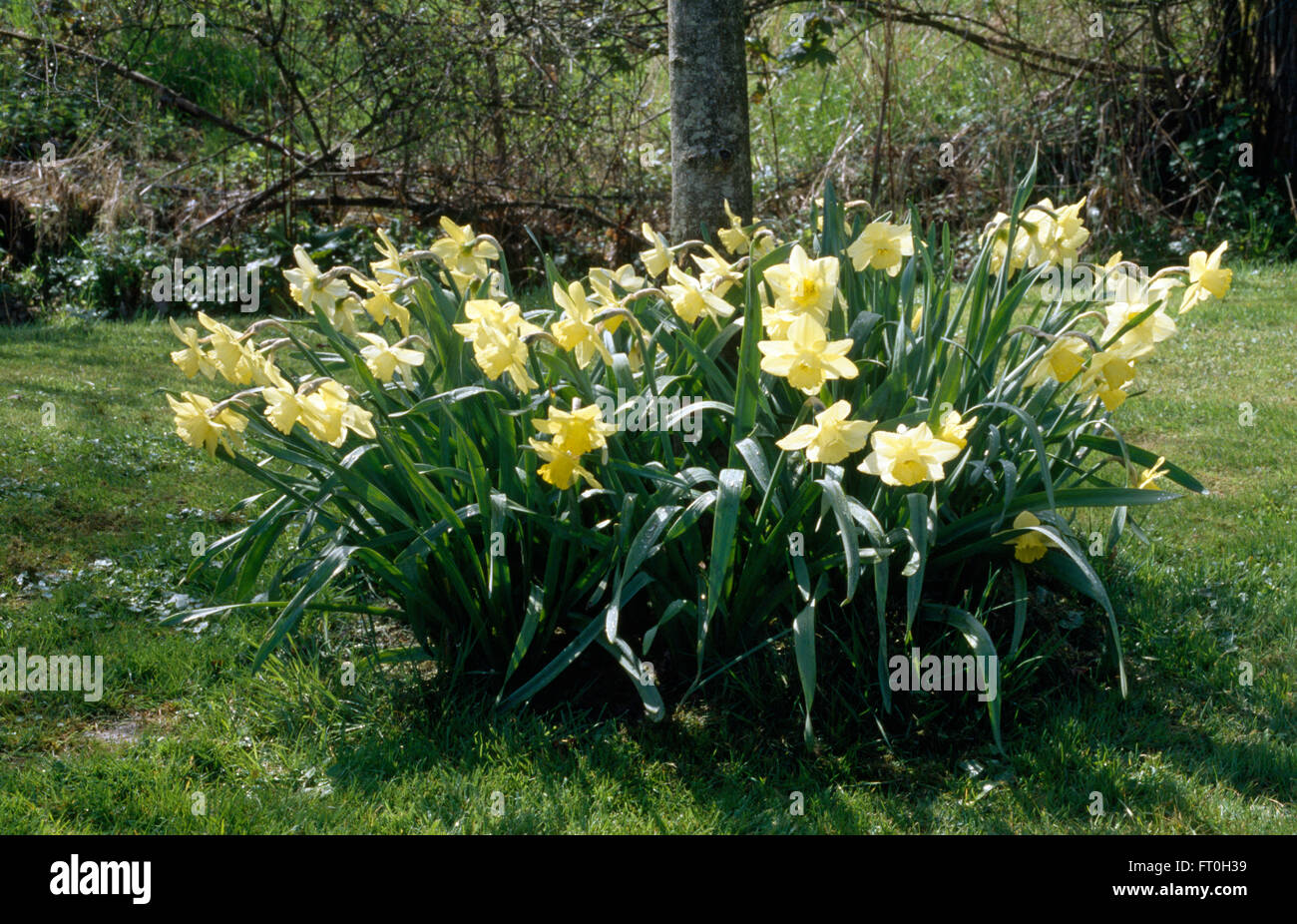 Close-up of a clump of pale yellow daffodils Stock Photo