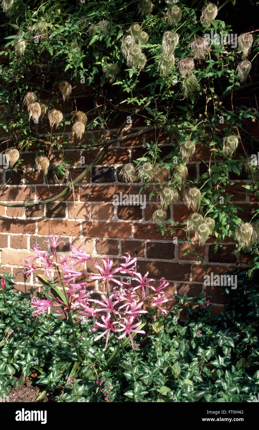 Pink Nerines growing in border below seed heads of clematis on an old brick wall Stock Photo