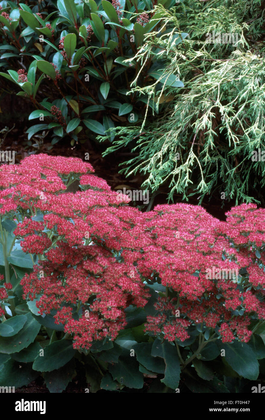 Close-up of pink Sedum Spectabile with Skimmia and a low growing conifer Stock Photo