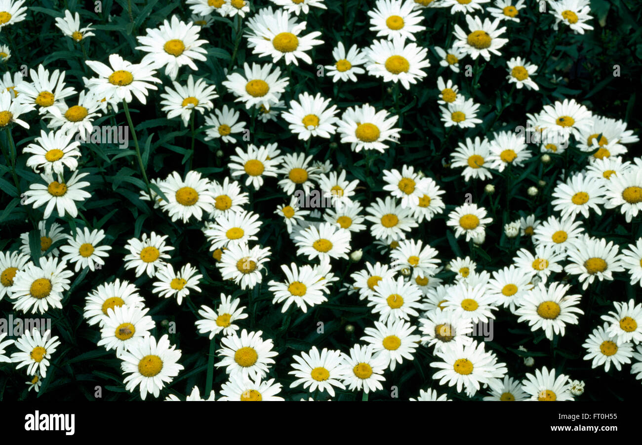 Close-up of  white Argyranthemum frutescens Stock Photo