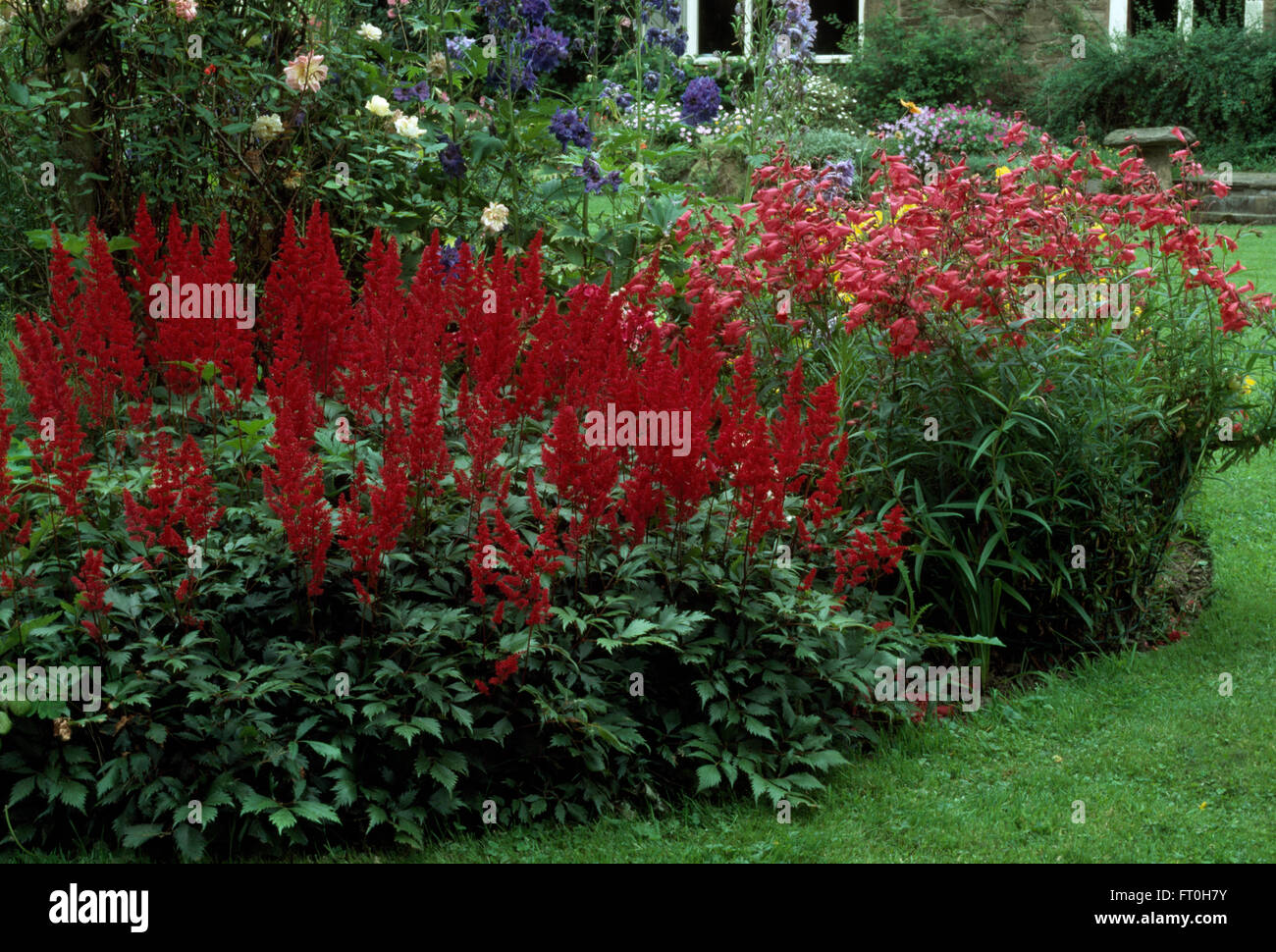 Bright red Astilbe and Penstemon in a summer border with blue delphiniums in a country garden Stock Photo