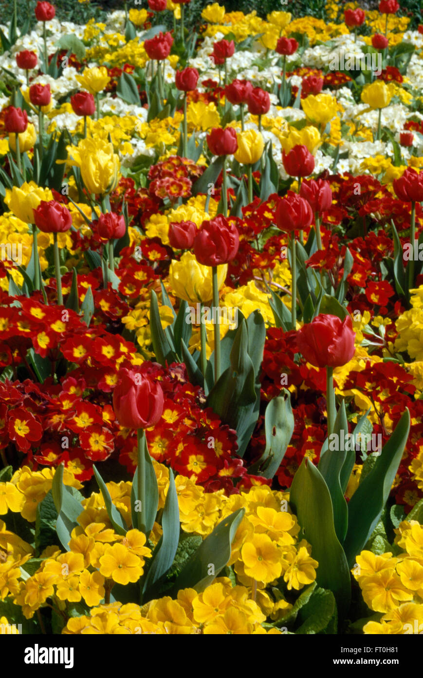 Close-up of yellow and red primroses planted with scarlet and yellow tulips Stock Photo