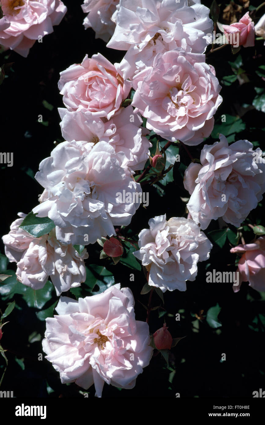 Close-up of pink climbing rose , New Dawn Stock Photo