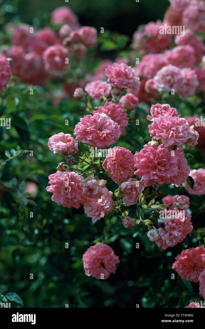 Close-up of pink climbing rose, The Fairy Stock Photo