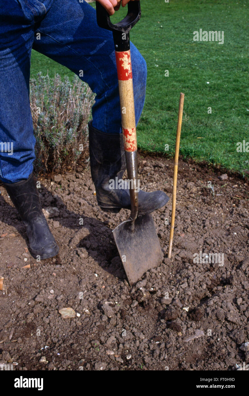 Close-up of a gardener digging a hole in which to plant a new rose FOR ...