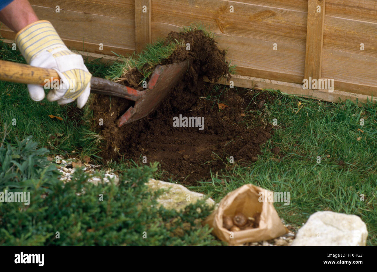 Close-up of hands digging up turf before planting bulbs Stock Photo