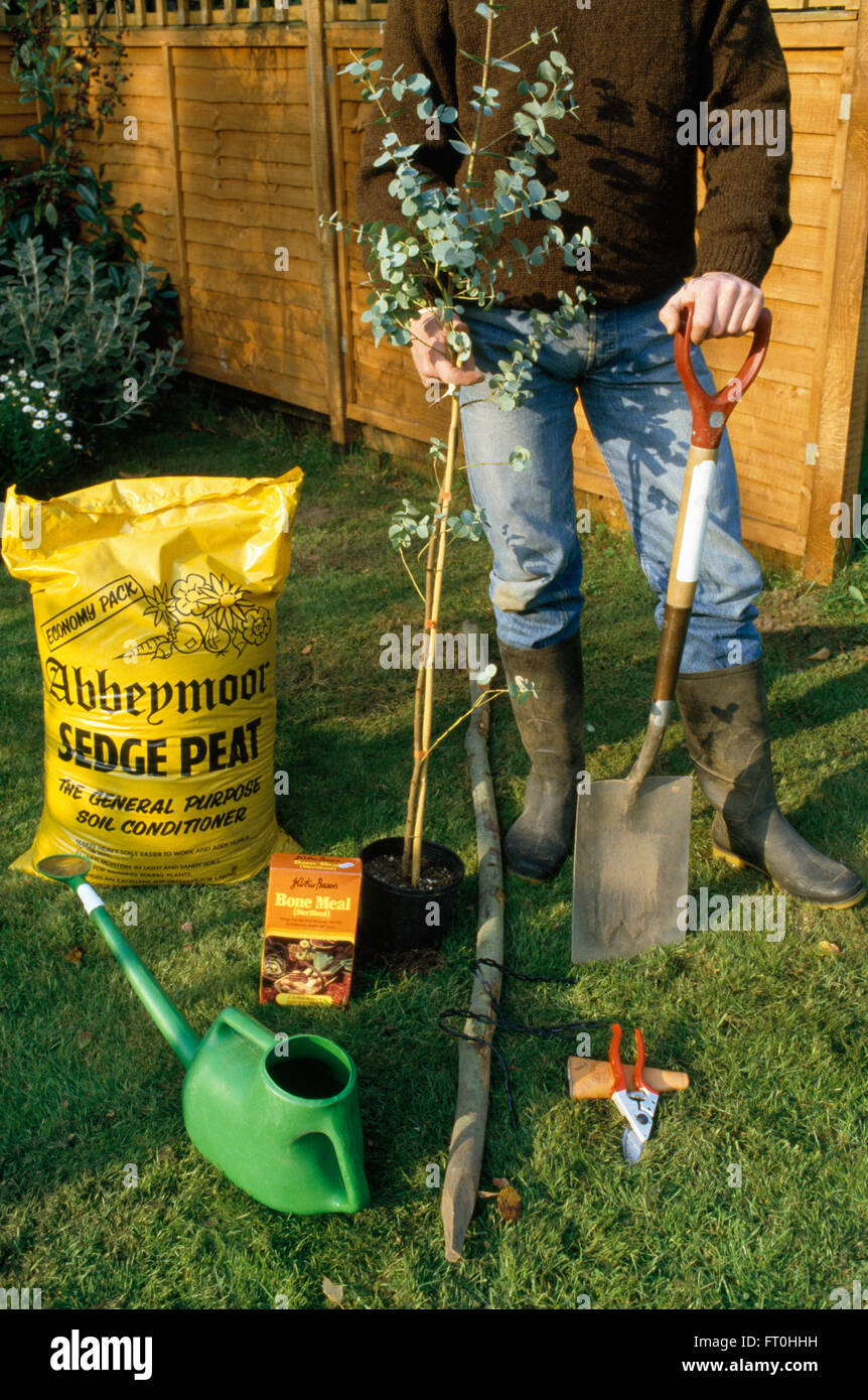 Gardener standing with tools and equipment needed for planting a small eucalyptus tree in a lawn     FOR EDITORIAL USE ONLY Stock Photo