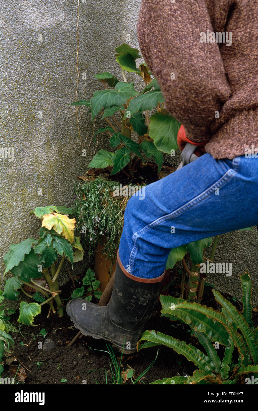 Closeup of a gardener digging a flower bed FOR EDITORIAL USE ONLY