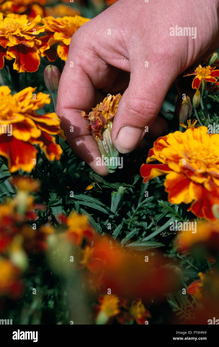 Close-up of hands dead heading French Marigolds Stock Photo